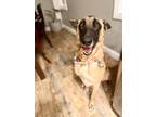 Adopt Trixie a Belgian Malinois / Mixed dog in Pomona, CA (35992364)