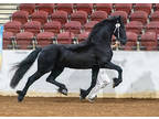 Stunning 4 year old Friesian Stallion