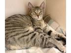 Adopt Soduku a Brown Tabby Domestic Shorthair / Mixed (short coat) cat in