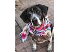 Adopt Nugget a Tricolor (Tan/Brown & Black & White) Pointer / Mixed dog in St