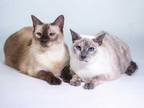 Adopt Trinity a White Siamese / Mixed cat in Kingston, ON (35981615)