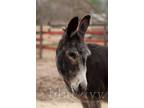 Adopt Johnnie - SPONSORSHIP ONLY a Donkey