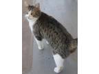 Adopt Ralphie ADULT MALE a Domestic Short Hair