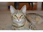 Adopt Ruby ADULT FEMALE *BONDED PAIR* a Domestic Short Hair, Bengal