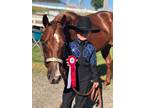 14.2 Talented 4H & Cow Horse Mare In Foal