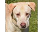 Adopt Dagger a Yellow Labrador Retriever, German Shepherd Dog