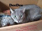 Adopt DeeDee a American Shorthair