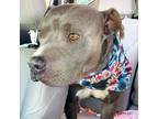 Adopt Mack a doodle a Staffordshire Bull Terrier