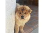 Chow Chow Puppy for sale in Pasadena, CA, USA
