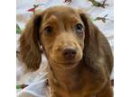 Dachshund Puppy for sale in Wasilla, AK, USA