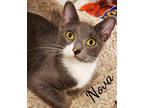 Adopt Nova a Gray or Blue (Mostly) Domestic Shorthair / Mixed (short coat) cat