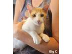 Adopt Big C a Domestic Shorthair / Mixed (short coat) cat in El Dorado