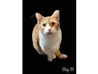 Adopt Big B a Domestic Shorthair / Mixed (short coat) cat in El Dorado