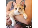 Adopt Big A a Domestic Shorthair / Mixed (short coat) cat in El Dorado
