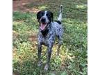Adopt Taye a Bluetick Coonhound / Mixed dog in Rocky Mount, VA (35999383)
