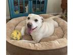 Adopt YADY a Tan/Yellow/Fawn - with White American Pit Bull Terrier / Mixed dog
