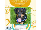 Adopt Axel a Black Rottweiler / Mixed dog in Niagara Falls, NY (35996548)