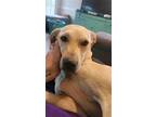 Adopt Buttercup a Tan/Yellow/Fawn Labrador Retriever / Mixed dog in Winder