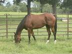 7 yr old Tb mare for sale