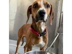Adopt Luke a Coonhound, Mixed Breed