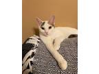 Adopt Ember a Domestic Short Hair, Dilute Calico
