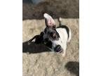 Adopt Skyla a Collie, Pit Bull Terrier