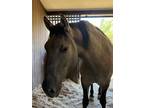 Draft Grulla Horse- 8 years old Gelding