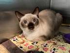 Adopt Colette a Siamese / Mixed (short coat) cat in Columbia, SC (36012892)