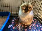 Adopt Elyna a Siamese / Mixed (short coat) cat in Columbia, SC (36012890)