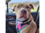 Adopt Venelope a American Staffordshire Terrier, Mixed Breed