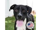 Adopt Beckett a American Pit Bull Terrier / Mixed dog in St.