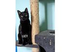 Adopt LUCY a Bombay