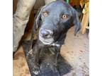 Adopt APM-Stray-ap5 a Black Labrador Retriever