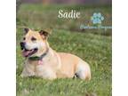 Adopt Sadie a Pit Bull Terrier, Rottweiler