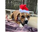 Adopt Rex a Boxer, American Staffordshire Terrier