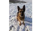 Adopt Argo a Tan/Yellow/Fawn - with Black German Shepherd Dog / Mixed dog in