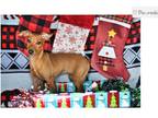 Miniature Pinscher Puppy for sale in Springfield, MO, USA