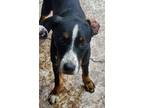 Adopt Levi a Tricolor (Tan/Brown & Black & White) Beagle / Mixed dog in