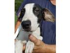 Adopt Ryder a White - with Black Terrier (Unknown Type, Medium) / Pit Bull