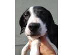 Adopt Ty a White - with Black Terrier (Unknown Type, Medium) / Pit Bull Terrier