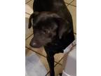 Adopt Allie a Black Terrier (Unknown Type, Small) / Mixed dog in Riverview