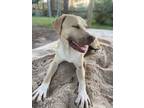 Adopt Baxter a Tan/Yellow/Fawn - with White Labrador Retriever / Basset Hound /