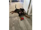 Adopt Kobi One Incredible Dobie a Black - with Brown, Red, Golden