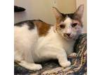 Adopt Tillie a Calico or Dilute Calico Domestic Shorthair / Mixed (short coat)