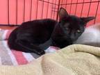Adopt Jack a All Black Domestic Shorthair / Mixed (short coat) cat in Hudson