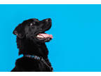 Adopt Loki-Kitchener a Black Mixed Breed (Large) / Mixed dog in Kitchener