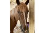 Adopt Ida - Coming Soon a Haflinger / Pony - Other / Mixed horse in Stratham