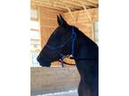 Adopt Sara - Adoption Pending a Standardbred / Mixed horse in Stratham