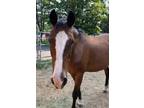 Adopt Sadie-Coming Soon! a Quarterhorse / Mixed horse in Stratham, NH (36015771)