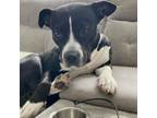 Adopt Tootsie Roll a Mixed Breed, Pit Bull Terrier